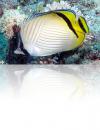 LED_Lampa_LED_do_akwarium_comled_pl_najlepsze_swiatlo_do_akwarium_Fish_mini
