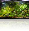 przyklad_pieknie_doswietlonego_akwarium_roslinnego_lampa_led_power_90_watt_6500_st_K